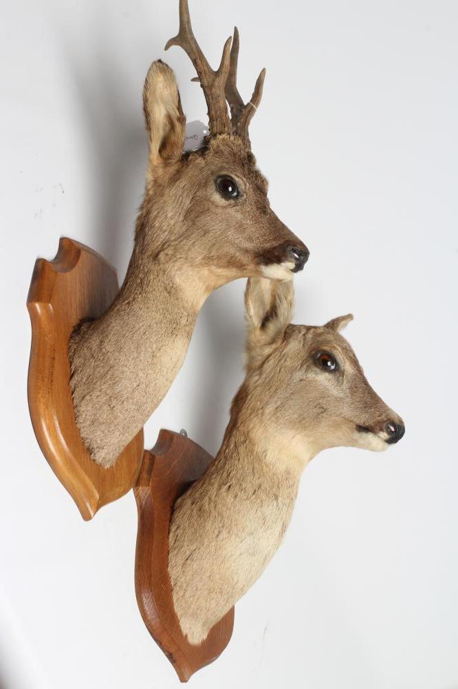 A PAIR OF TAXIDERMY ROE DEER MOUNTS, comprising a six point buck and a doe, both on oak shields, Image