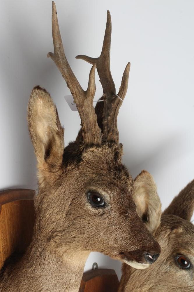 A PAIR OF TAXIDERMY ROE DEER MOUNTS, comprising a six point buck and a doe, both on oak shields, Image