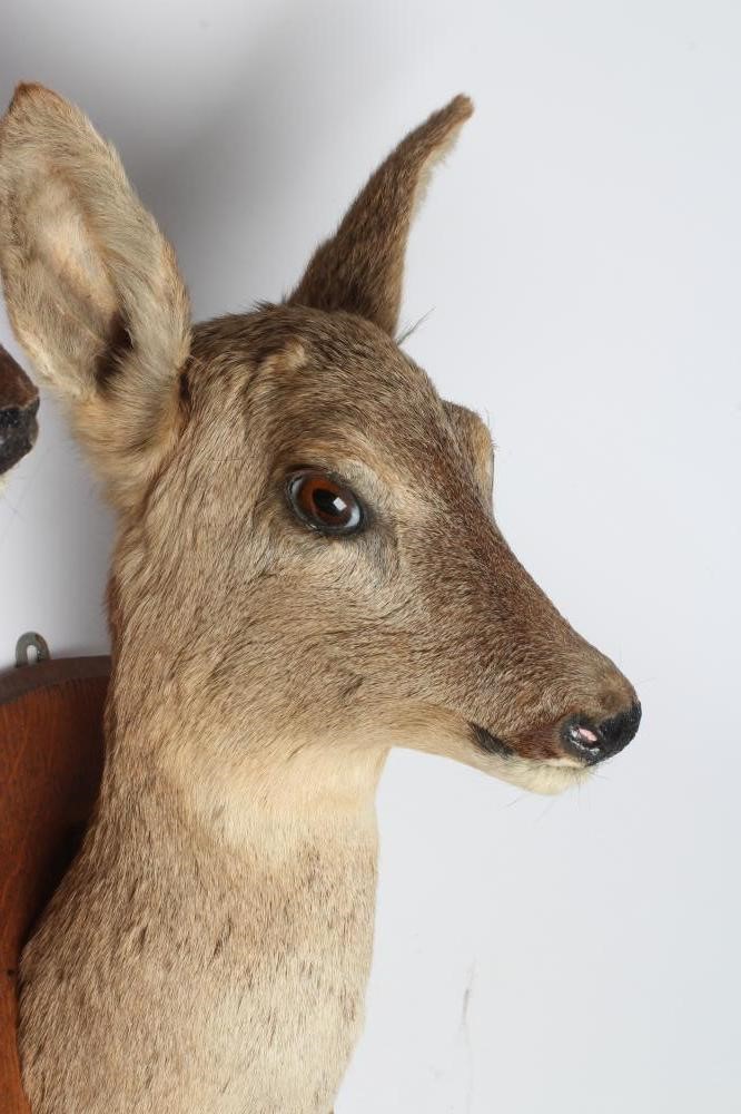 A PAIR OF TAXIDERMY ROE DEER MOUNTS, comprising a six point buck and a doe, both on oak shields, Image