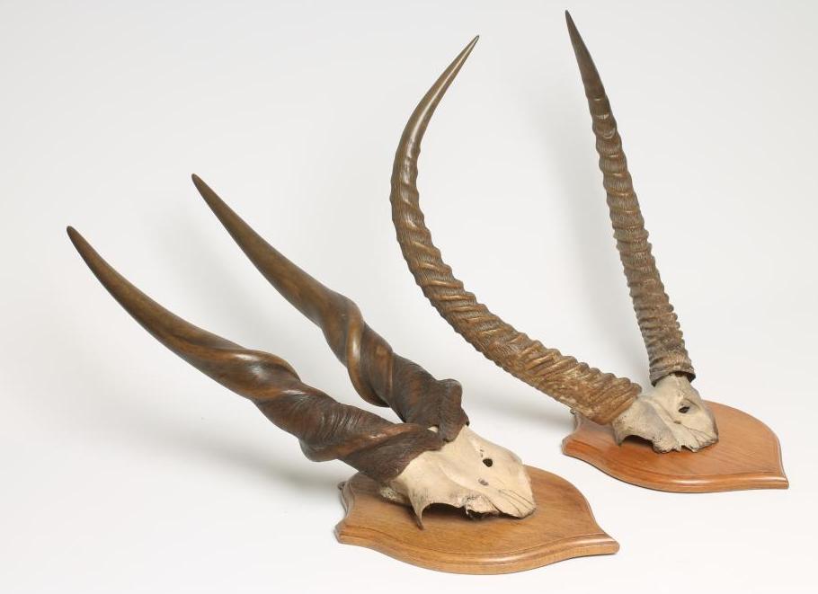 AN ELAND SKULL MOUNT Image