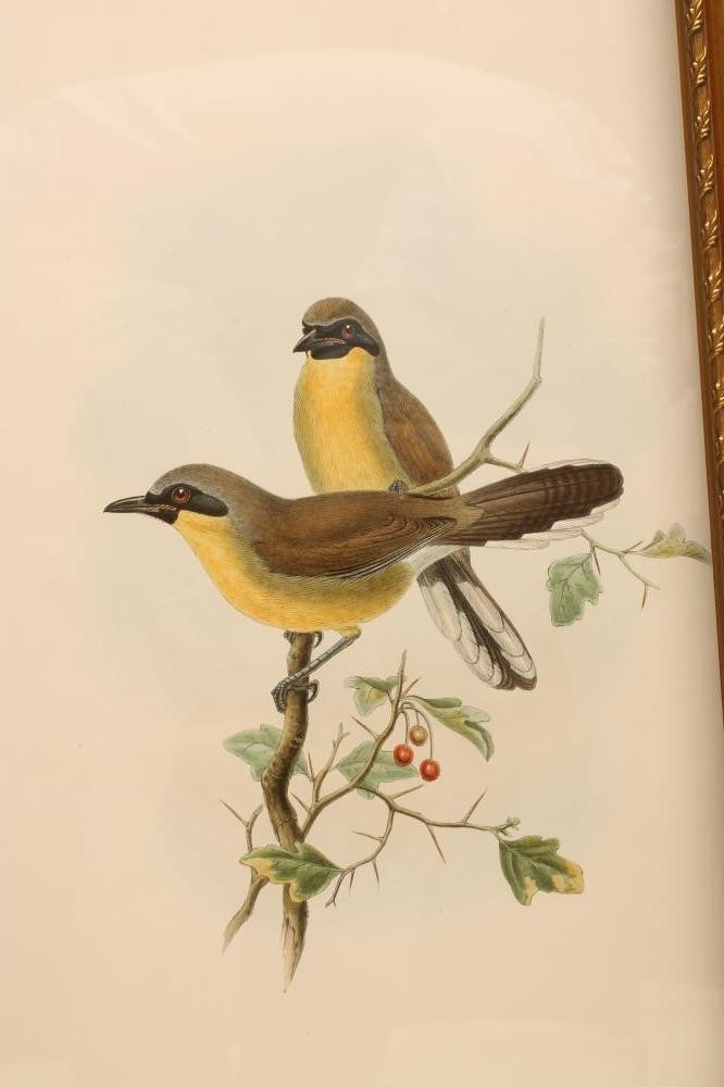 AFTER J GOULD AND J HART (19th Century) Image