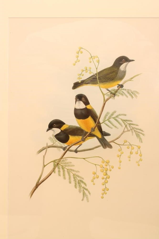 AFTER J GOULD AND J HART (19th Century) Image