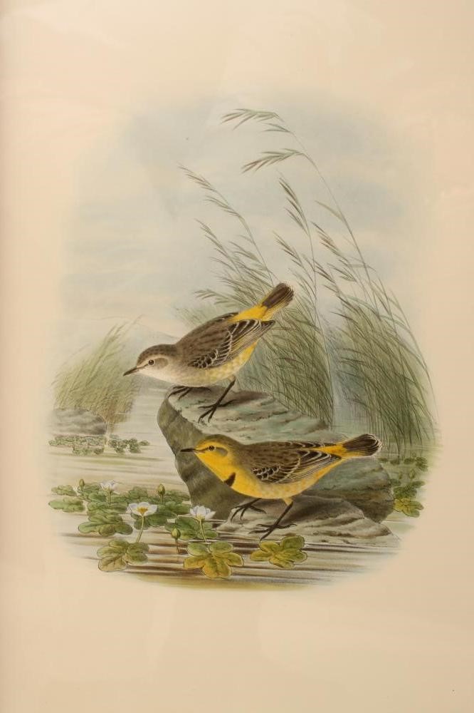 AFTER J GOULD AND J HART (19th Century) Image