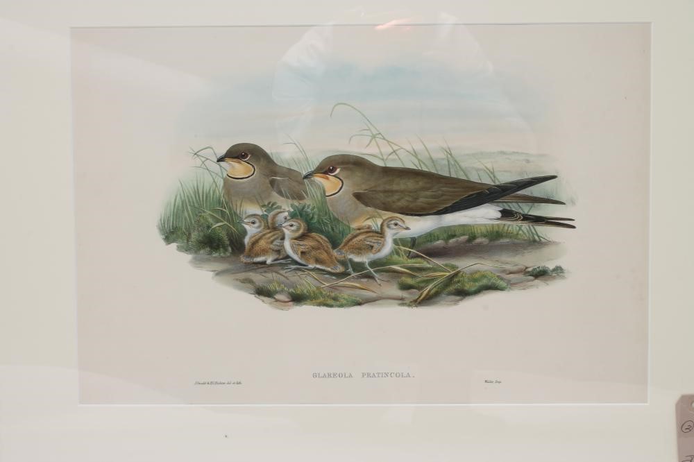 AFTER J GOULD AND H C RICHTER (19th Century) Image