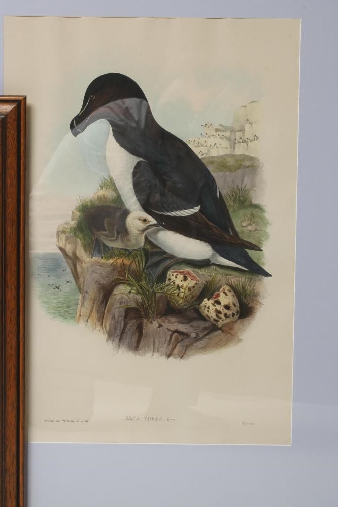 AFTER J GOULD AND H C RICHTER (19th Century) Image