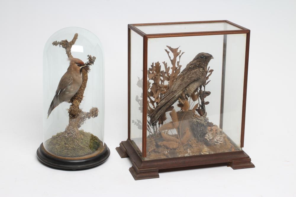 TWO CASED TAXIDERMY BIRDS Image