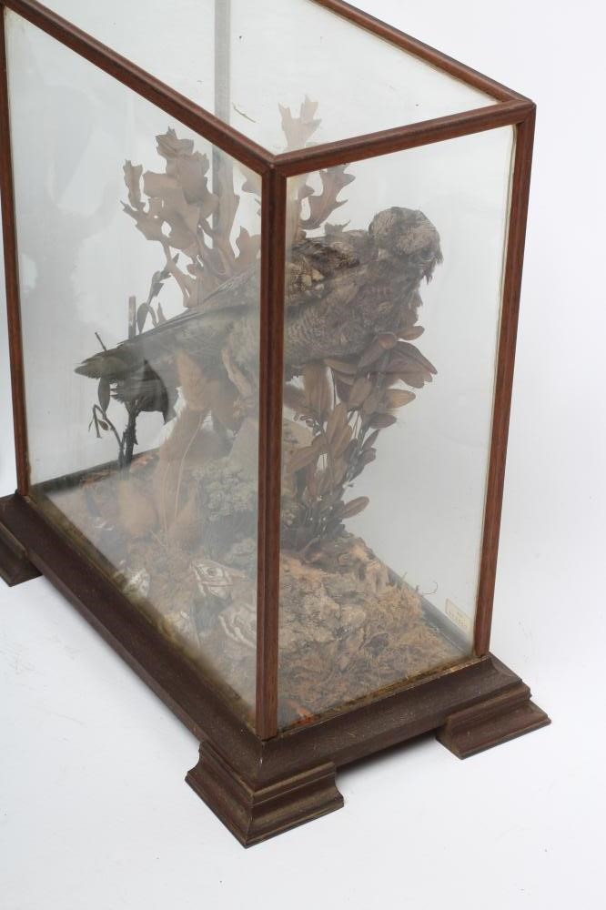 TWO CASED TAXIDERMY BIRDS Image