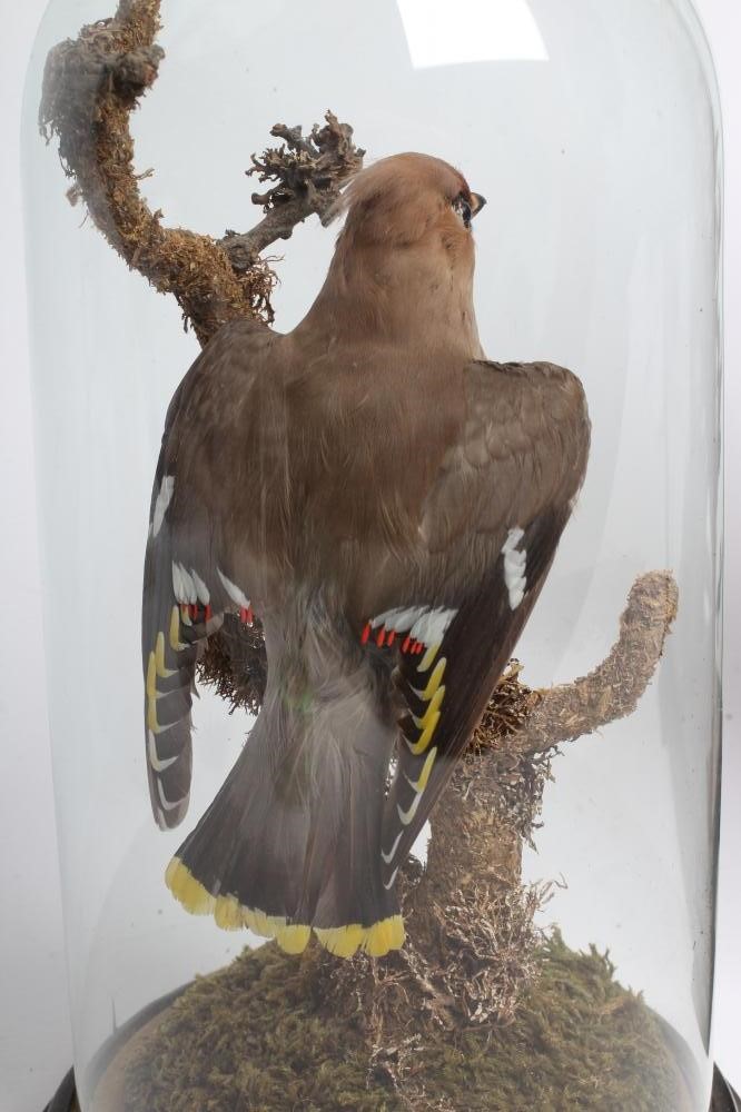 TWO CASED TAXIDERMY BIRDS Image