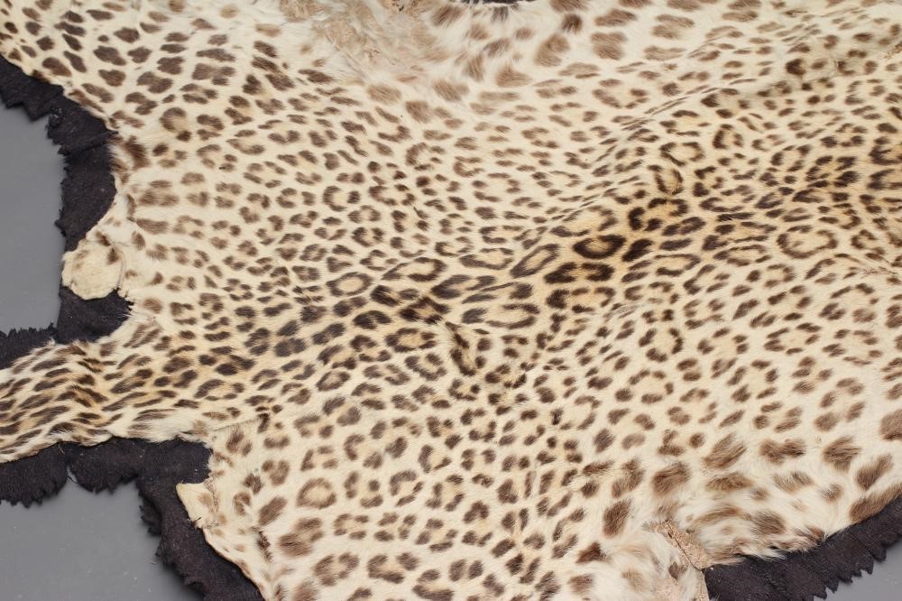 A TAXIDERMY LEOPARD SKIN HEAD RUG Image