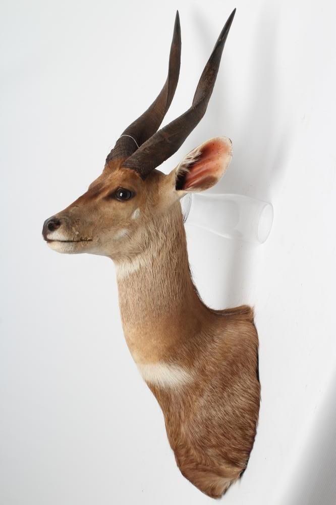 A TAXIDERMY BUSH BUCK ANTELOPE HEAD AND SHOULDER MOUNT with glass eyes and 15 1/4" horns Image