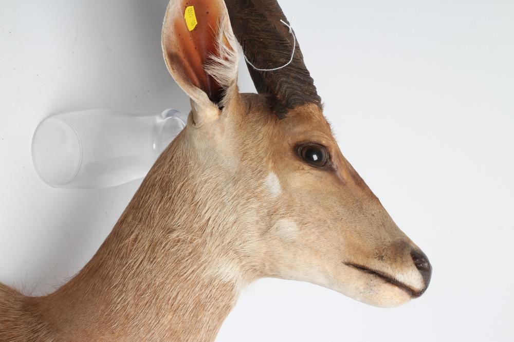 A TAXIDERMY BUSH BUCK ANTELOPE HEAD AND SHOULDER MOUNT with glass eyes and 15 1/4" horns Image