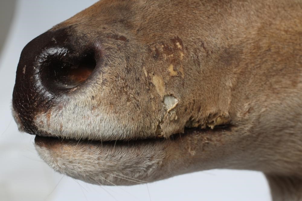 A TAXIDERMY BUSH BUCK ANTELOPE HEAD AND SHOULDER MOUNT with glass eyes and 15 1/4" horns Image
