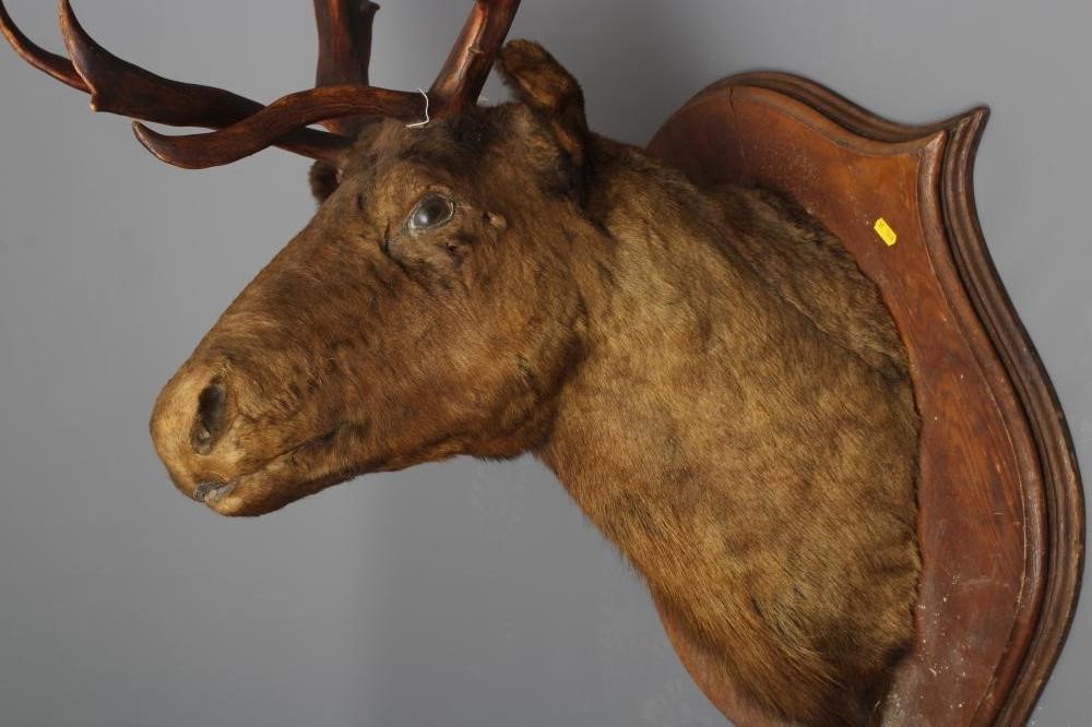 A LARGE TAXIDERMY CANADIAN CARIBOU HEAD AND NECK MOUNT by Emack Bros. Image