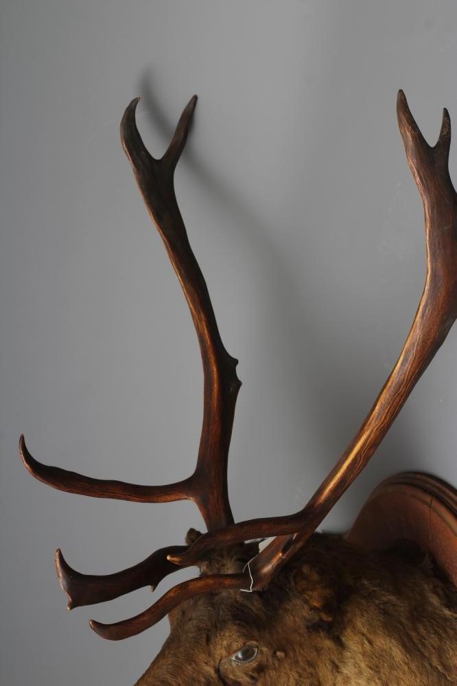 A LARGE TAXIDERMY CANADIAN CARIBOU HEAD AND NECK MOUNT by Emack Bros. Image