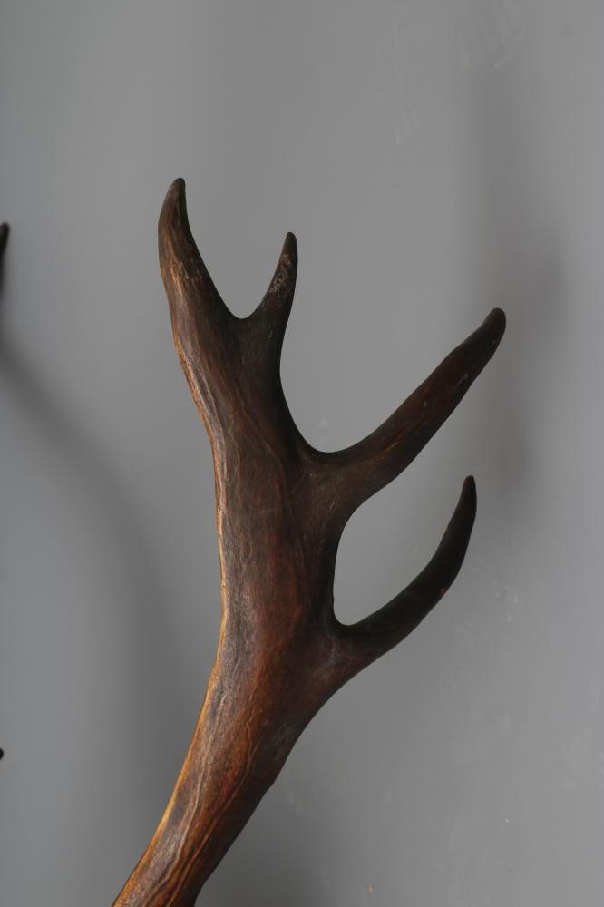 A LARGE TAXIDERMY CANADIAN CARIBOU HEAD AND NECK MOUNT by Emack Bros. Image