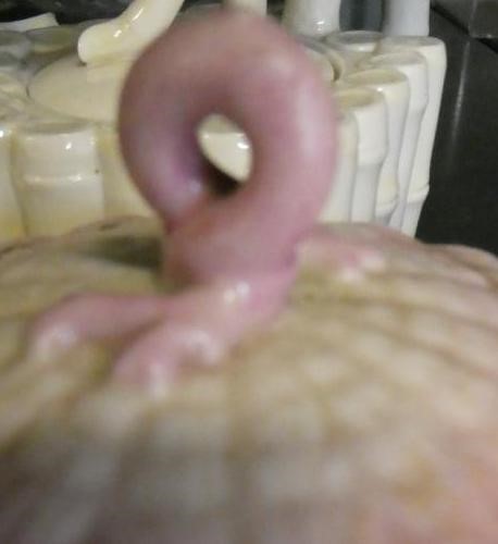 A VICTORIAN FIRST PERIOD BELLEEK PORCELAIN NAUTILUS TEA SERVICE with shaded pink rims Image