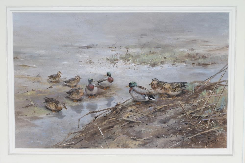 GEORGE EDWARD LODGE (1860-1954) Mallard Resting Image