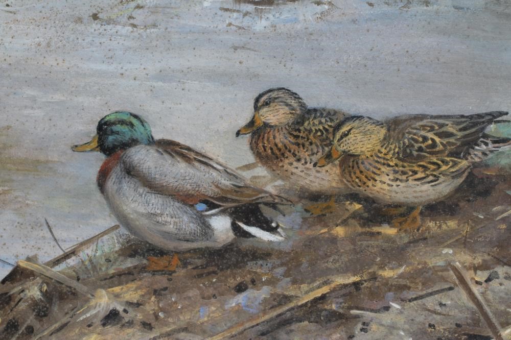 GEORGE EDWARD LODGE (1860-1954) Mallard Resting Image
