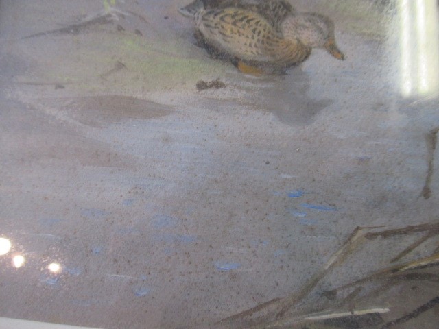 GEORGE EDWARD LODGE (1860-1954) Mallard Resting Image