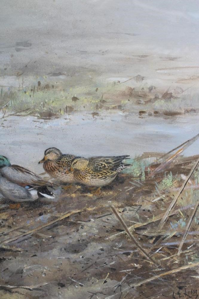 GEORGE EDWARD LODGE (1860-1954) Mallard Resting Image