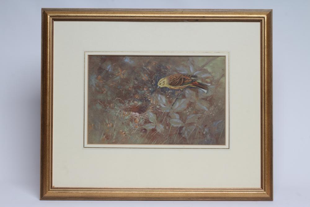 ALLEN WILLIAM SEABY (1867-1954) A Yellowhammer Near It's Nest Image