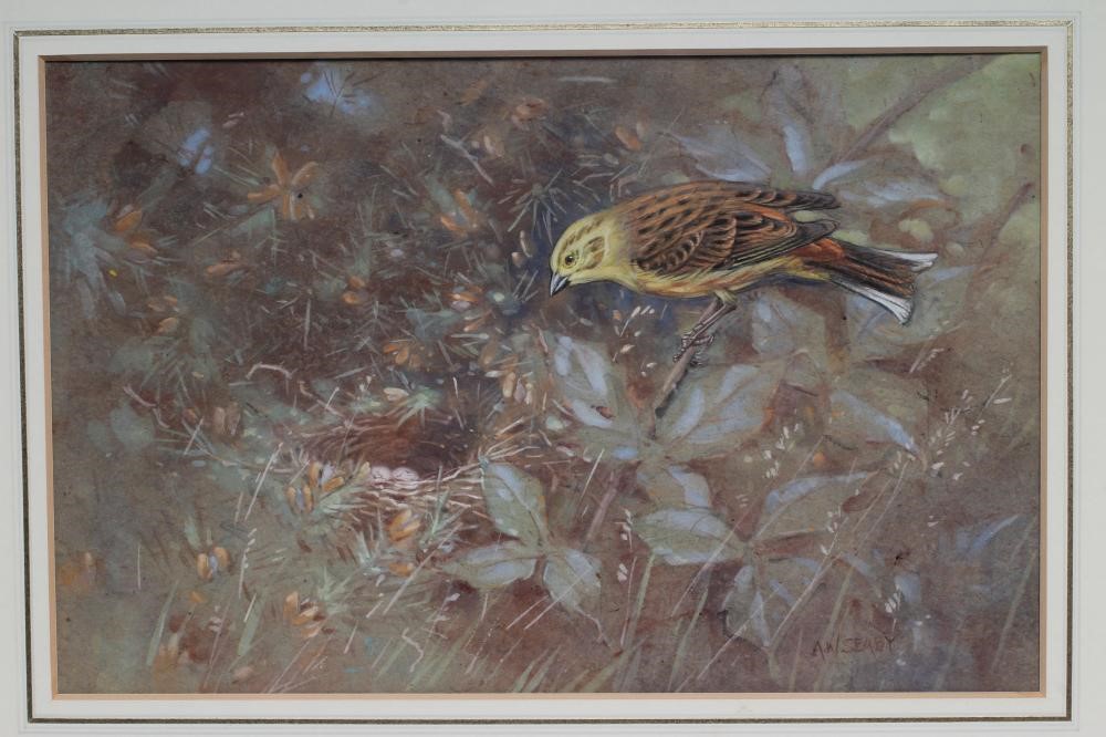 ALLEN WILLIAM SEABY (1867-1954) A Yellowhammer Near It's Nest Image