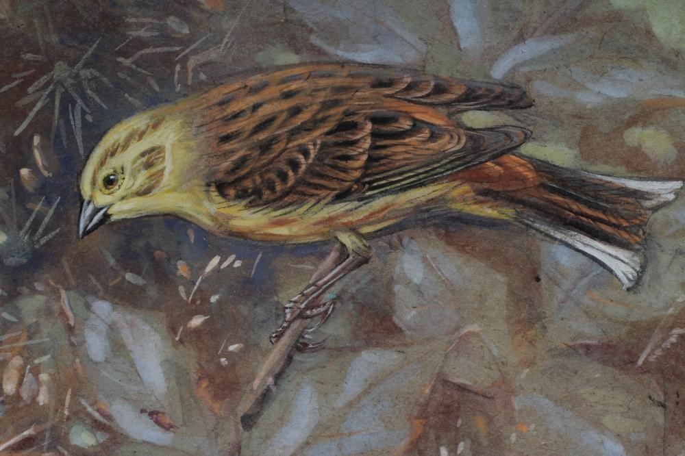 ALLEN WILLIAM SEABY (1867-1954) A Yellowhammer Near It's Nest Image