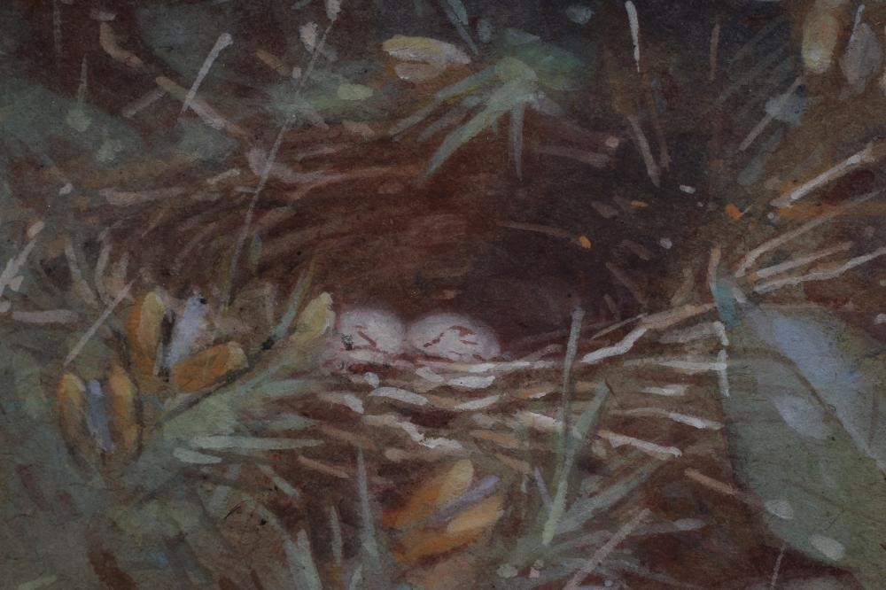 ALLEN WILLIAM SEABY (1867-1954) A Yellowhammer Near It's Nest Image