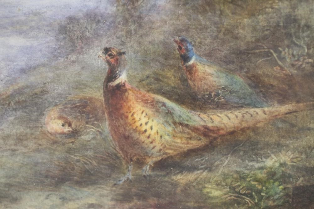 WALTER STINTON - Two Cock Pheasants and a Hen at the edge of a wood Image