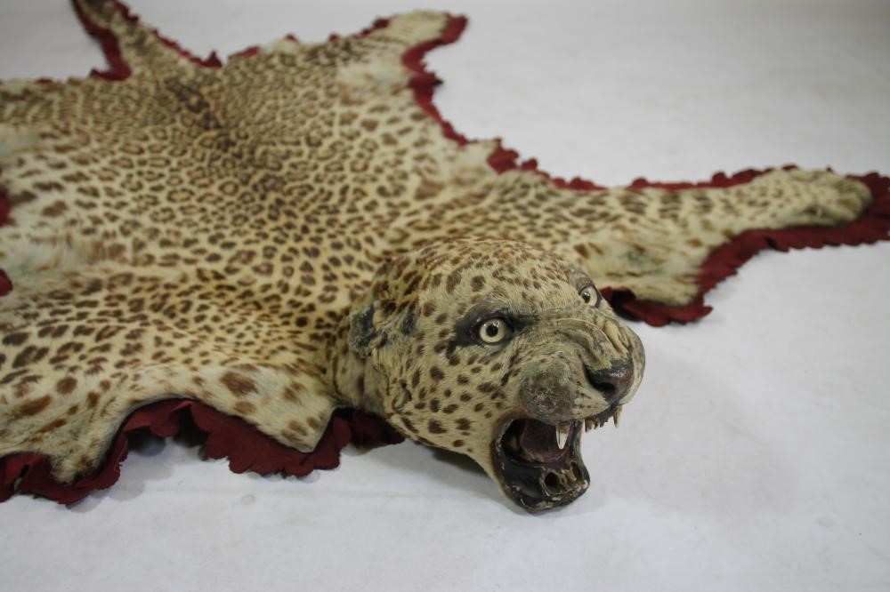 A LEOPARD SKIN RUG Image