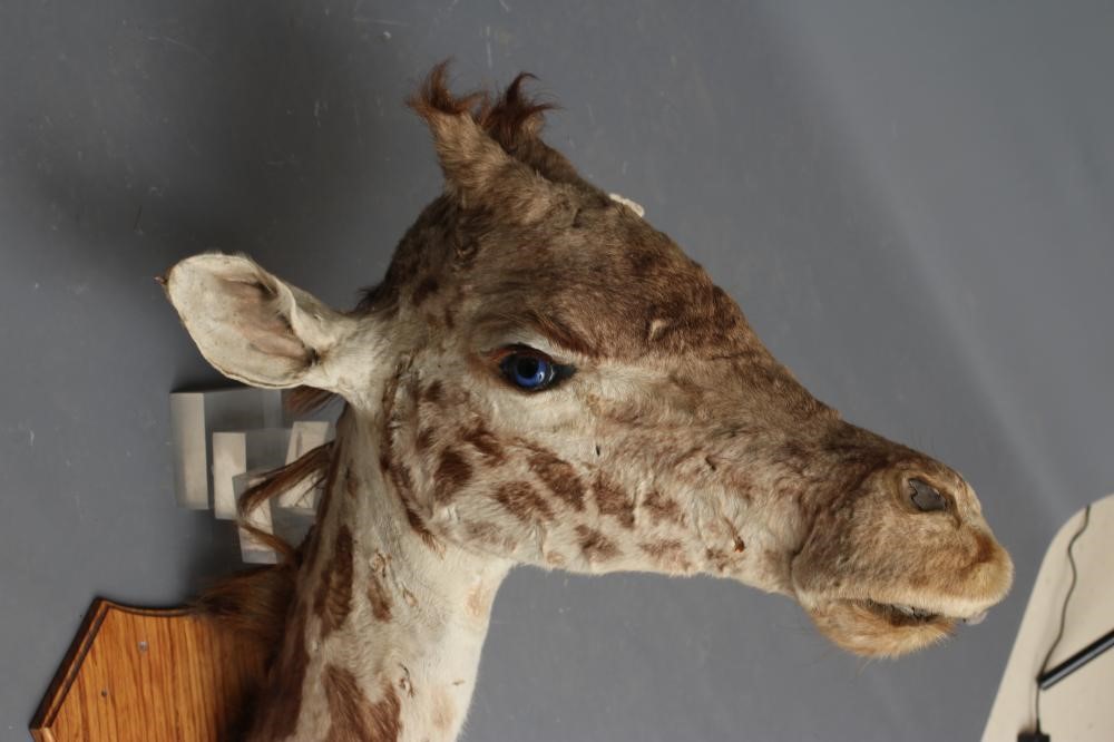 A TAXIDERMY GIRAFFE HEAD AND NECK MOUNT with blue glass eyes and wooden shield Image