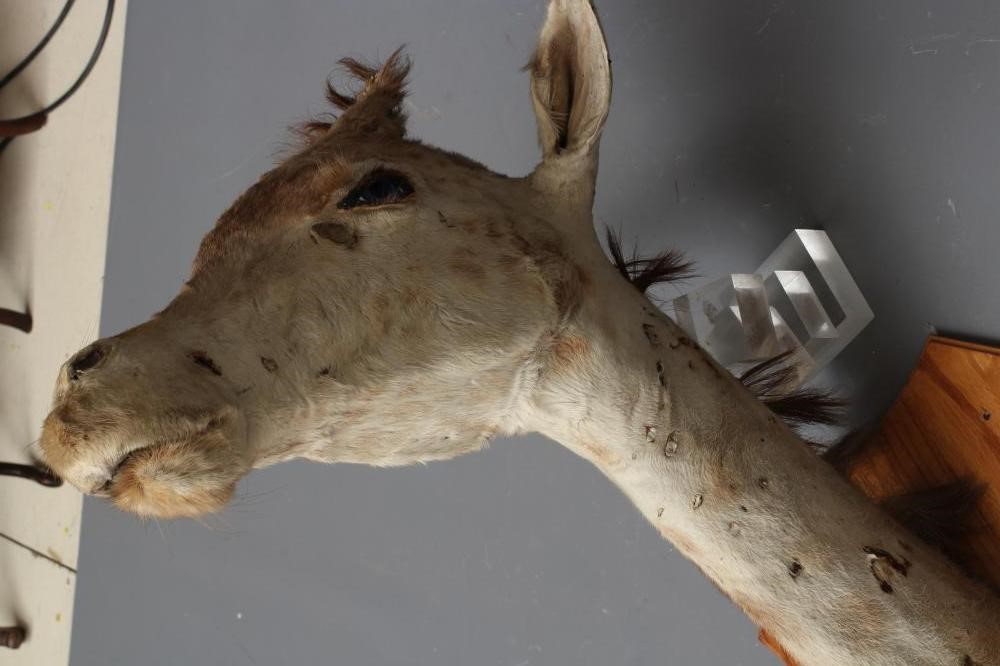 A TAXIDERMY GIRAFFE HEAD AND NECK MOUNT with blue glass eyes and wooden shield Image