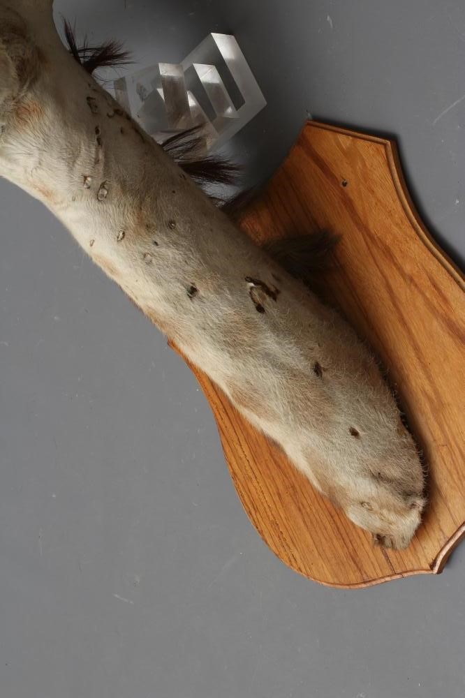 A TAXIDERMY GIRAFFE HEAD AND NECK MOUNT with blue glass eyes and wooden shield Image