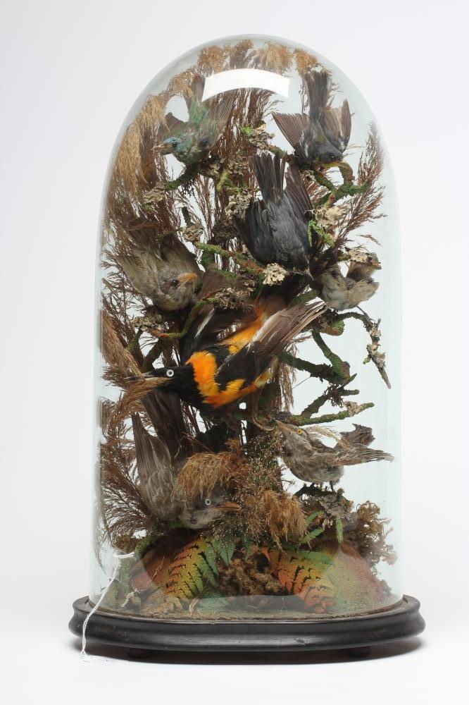 A VICTORIAN TAXIDERMY BIRDS OF PARADISE DISPLAY Image