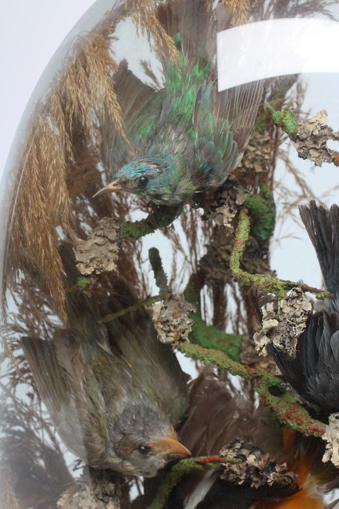 A VICTORIAN TAXIDERMY BIRDS OF PARADISE DISPLAY Image