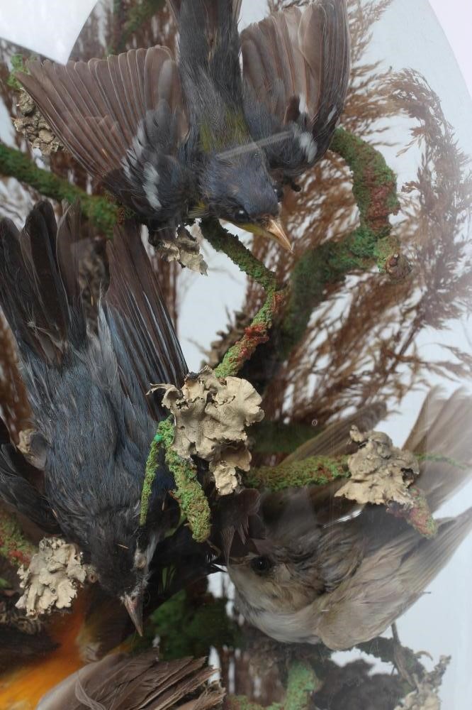 A VICTORIAN TAXIDERMY BIRDS OF PARADISE DISPLAY Image