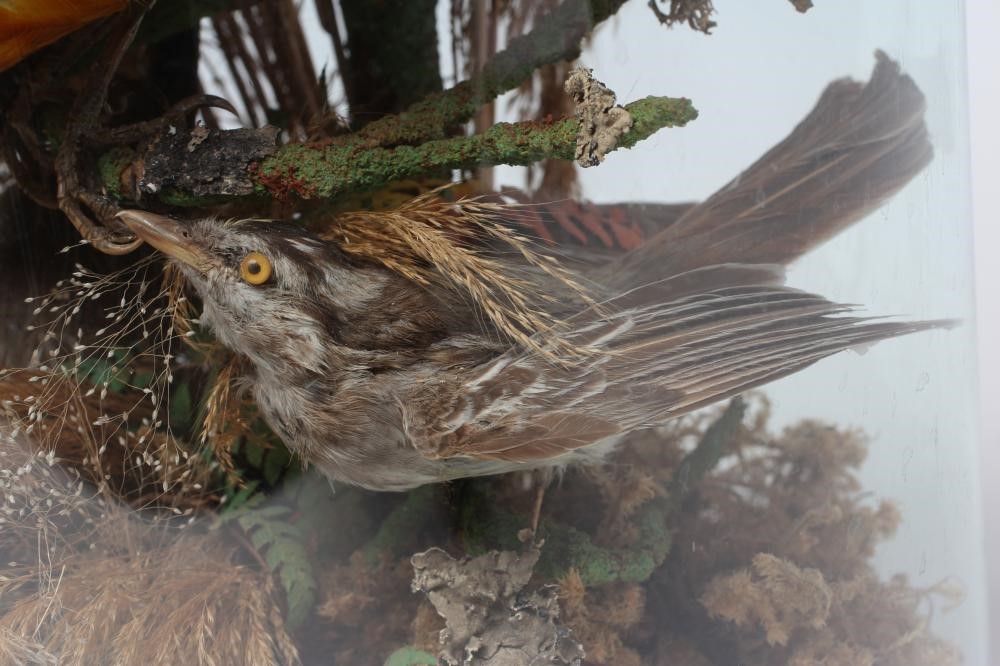 A VICTORIAN TAXIDERMY BIRDS OF PARADISE DISPLAY Image