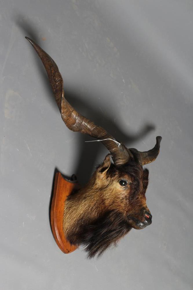 A TAXIDERMY GOAT Image