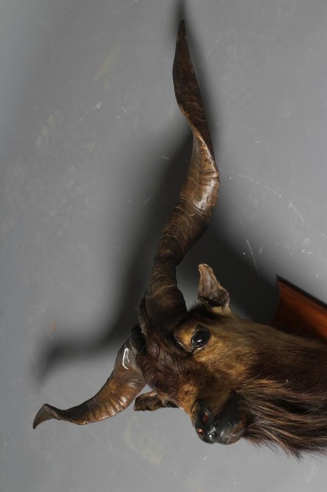 A TAXIDERMY GOAT Image