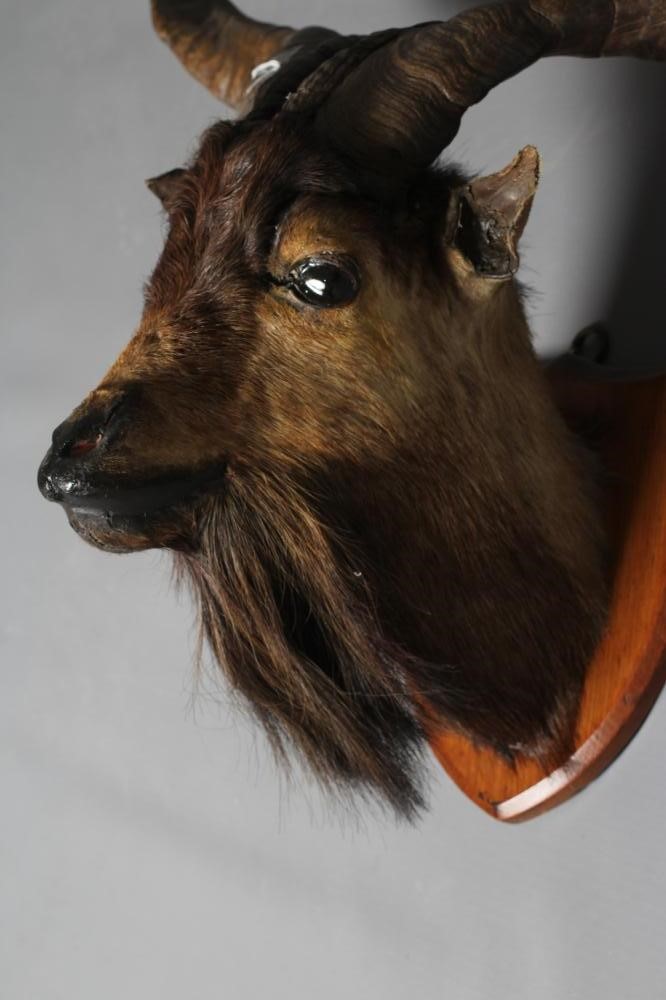 A TAXIDERMY GOAT Image
