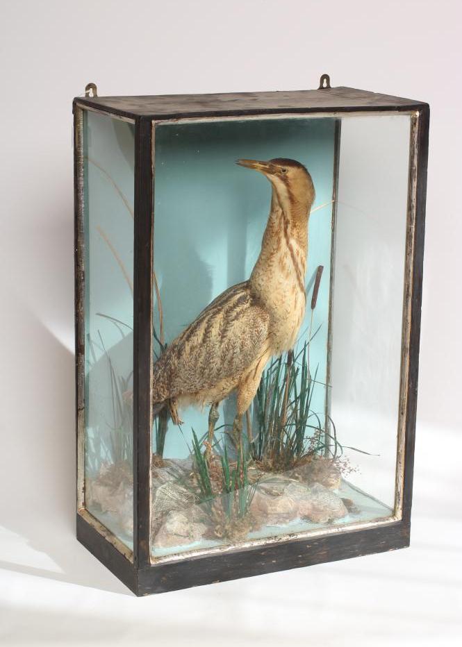 A CASED TAXIDERMY BITTERN Image