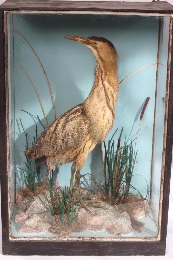 A CASED TAXIDERMY BITTERN Image