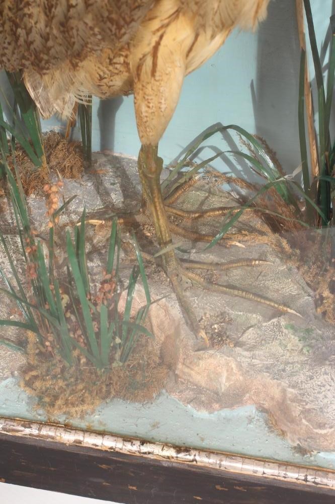 A CASED TAXIDERMY BITTERN Image
