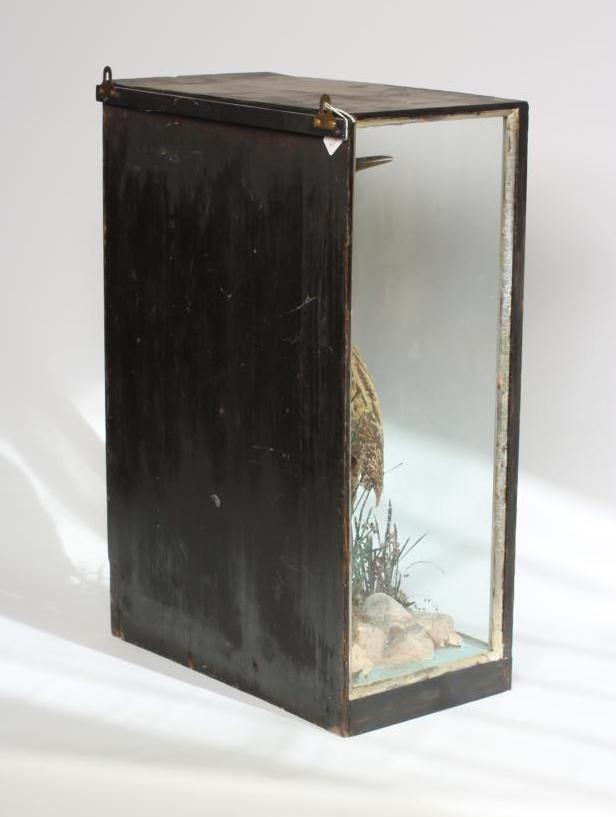 A CASED TAXIDERMY BITTERN Image