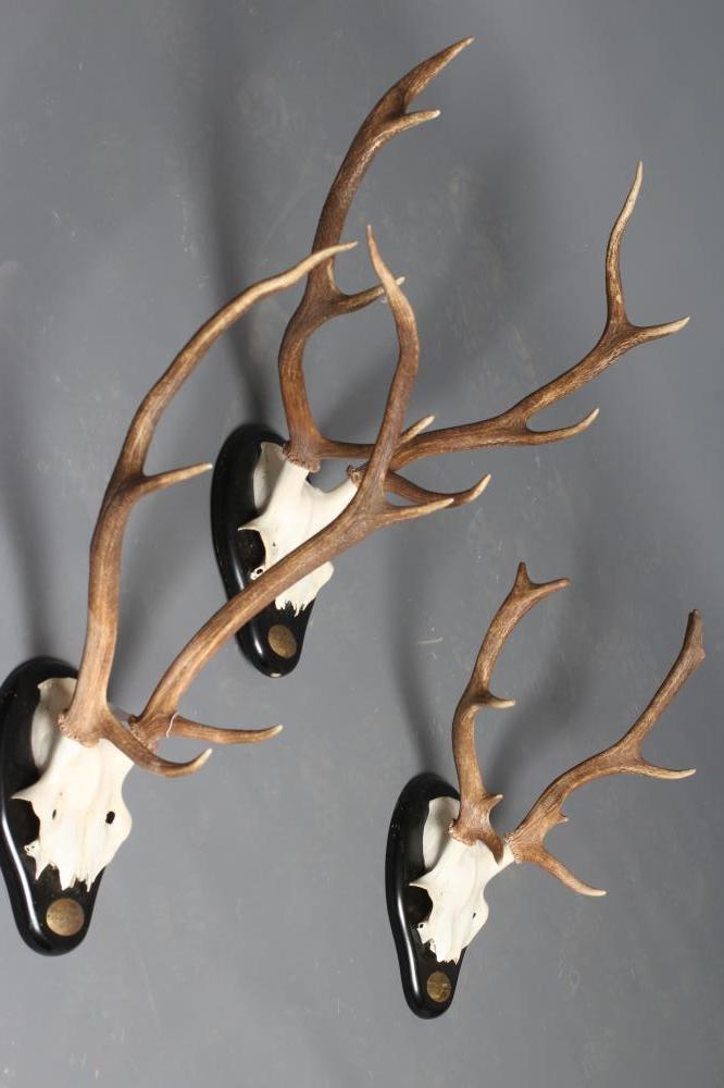 A SET OF THREE RED DEER ANTLER MOUNTS Image