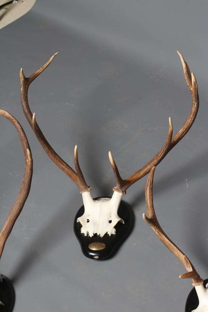 A SET OF THREE RED DEER ANTLER MOUNTS Image