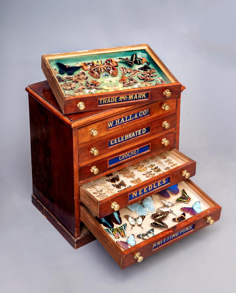 A LEPIDOPTERY COLLECTION Image