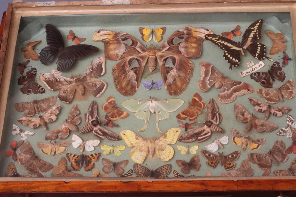 A LEPIDOPTERY COLLECTION Image