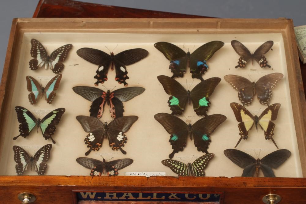 A LEPIDOPTERY COLLECTION Image