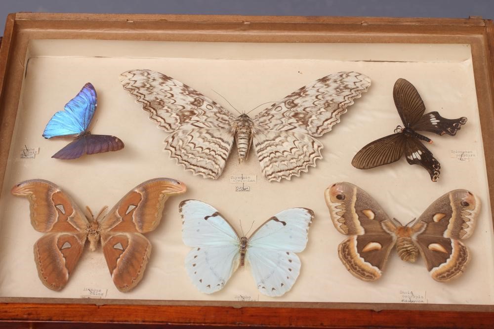A LEPIDOPTERY COLLECTION Image